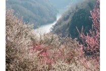 ◎WEB予約でリボンポイント3ポイント◎【岡崎発】*日帰り昼食付*『月ヶ瀬梅渓梅まつり&伊賀上野城下町お菓子街道食べ歩き旅』1